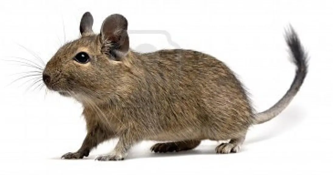 Degu (Octodon degus)